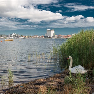 Liselund, Nykøbing Falster, Swan